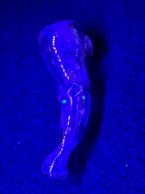 Bob Snodgrass Sliver Star Chillum New